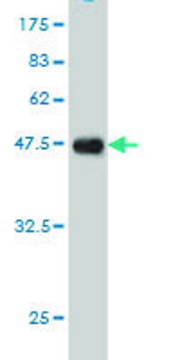 Monoclonal Anti-EPB41L3 antibody produced in