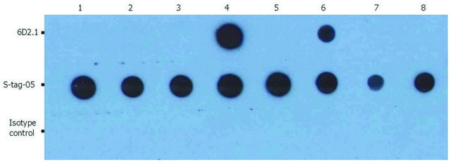 Monoclonal Anti-PKAc antibody produced in