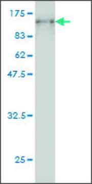 Monoclonal Anti-PCDHB16 antibody produced in