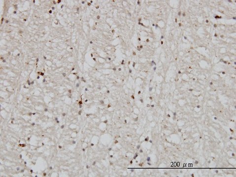Monoclonal Anti-DNAJB2 antibody produced in