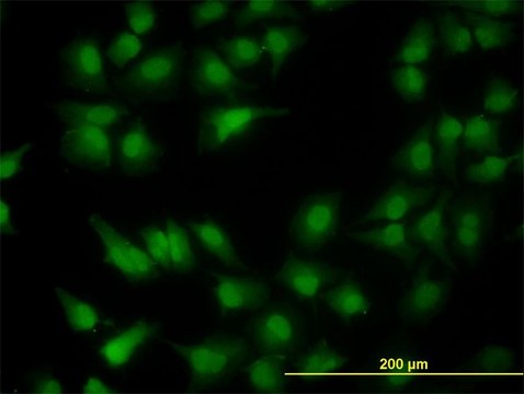 Monoclonal Anti-MGC13096 antibody produced in
