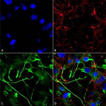 Monoclonal Anti-Vglut2 antibody produced in