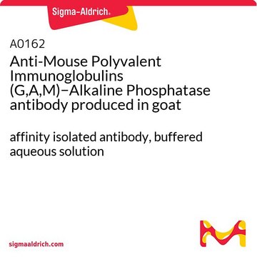 Anti-Mouse Polyvalent Immunoglobulins (G,A,M)?Alkaline Phosphatase