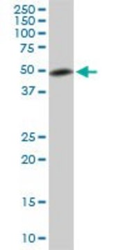 Monoclonal Anti-ETV5 antibody produced in