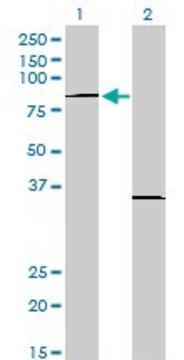 Monoclonal Anti-PRDM1 antibody produced in