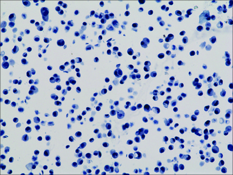 Anti-His-Tag antibody, Rabbit monoclonal