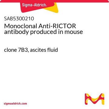 Monoclonal Anti-RICTOR antibody produced in