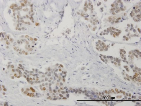 Monoclonal Anti-STK17A antibody produced in