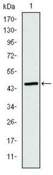Monoclonal Anti-APOB antibody produced in