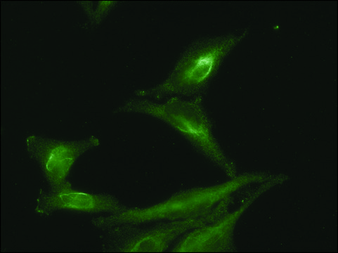 Monoclonal Anti-AHSA1 antibody produced in