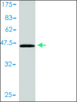 Monoclonal Anti-CEBPG antibody produced in