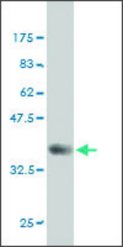Monoclonal Anti-FYN antibody produced in