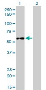 Monoclonal Anti-IMPDH2 antibody produced in