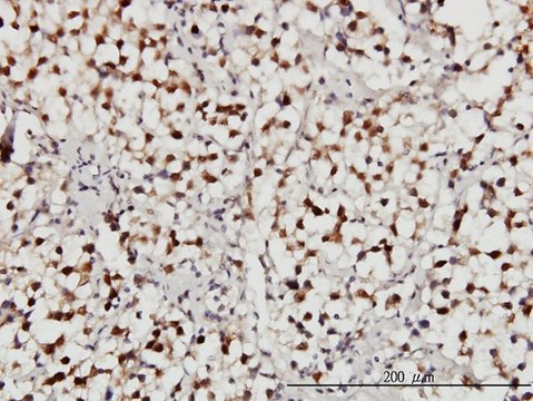 Monoclonal Anti-USP34 antibody produced in