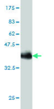 Monoclonal Anti-SPAST antibody produced in