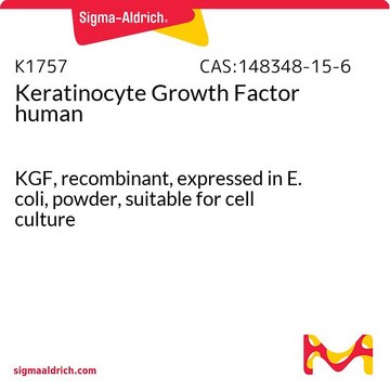 Keratinocyte Growth Factor human