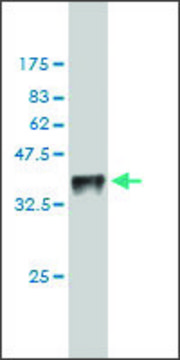Monoclonal Anti-TESK1 antibody produced in