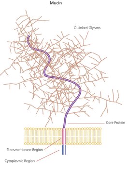Mucin from bovine submaxillary glands