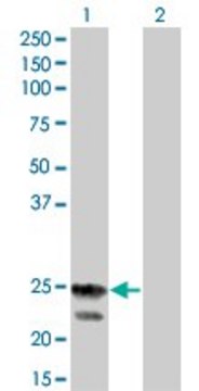 Monoclonal Anti-RGS4 antibody produced in