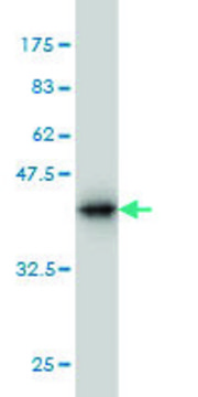 Monoclonal Anti-NRG2 antibody produced in