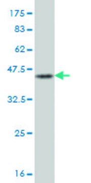 Monoclonal Anti-JTB antibody produced in