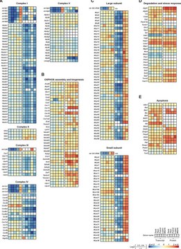 Monoclonal Anti-CLPP antibody produced in