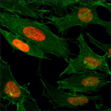 Anti-Acetyl-Histone H3 (Lys4) antibody, Rabbit
