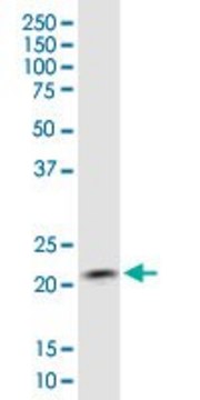 Monoclonal Anti-COMMD1 antibody produced in