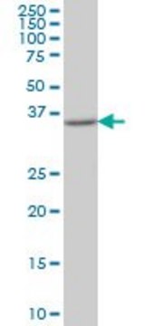 Monoclonal Anti-FLJ20643 antibody produced in