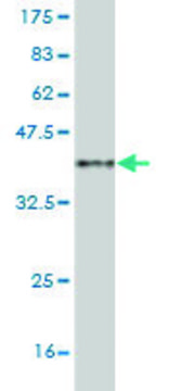 Monoclonal Anti-MAML2 antibody produced in