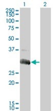 Monoclonal Anti-DGUOK antibody produced in