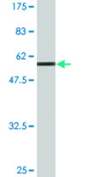 Monoclonal Anti-MPPED2 antibody produced in