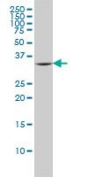 Monoclonal Anti-FCER1A antibody produced in
