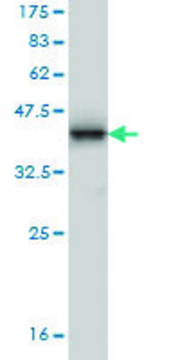 Monoclonal Anti-MMRN1 antibody produced in