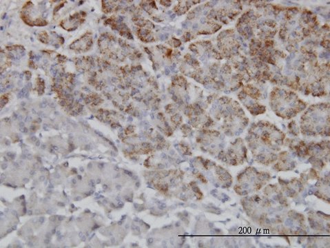 Monoclonal Anti-TRIM36 antibody produced in