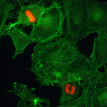 Anti-Phospho-Histone H3 (pSer10) antibody, Rabbit