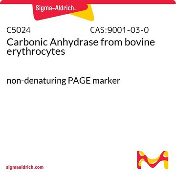 Carbonic Anhydrase from bovine erythrocytes