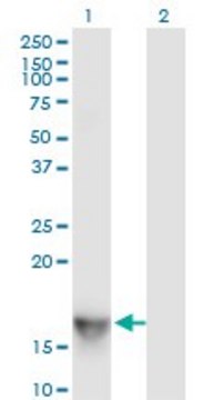 Monoclonal Anti-SH2D1A antibody produced in