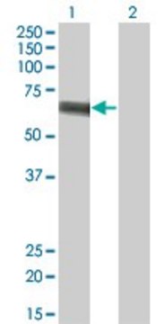 Monoclonal Anti-SLC5A2 antibody produced in