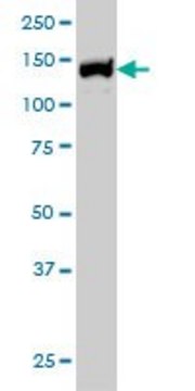 Monoclonal Anti-UBE4B antibody produced in