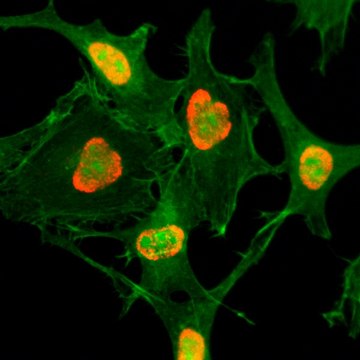 Anti-Acetyl-Histone H3 (Lys79) antibody, Rabbit