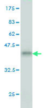 Monoclonal Anti-PDE3B antibody produced in