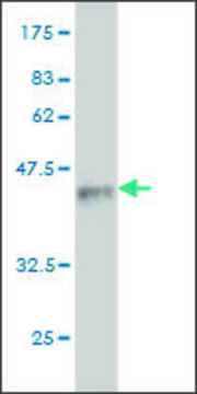 Monoclonal Anti-DNER antibody produced in