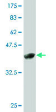Monoclonal Anti-ZMAT4 antibody produced in
