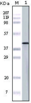 Monoclonal Anti-OVA antibody produced in