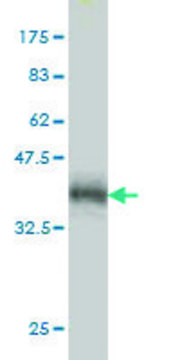 Monoclonal Anti-PRKAA1 antibody produced in