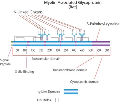 Myelin-Associated Glycoprotein/Fc Chimera from rat