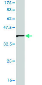 Monoclonal Anti-EIF2A antibody produced in