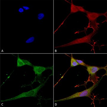 Monoclonal Anti-Qki (Pan) antibody produced