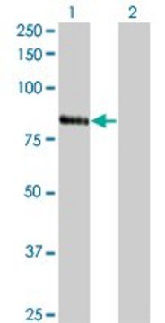 Monoclonal Anti-RNF103 antibody produced in